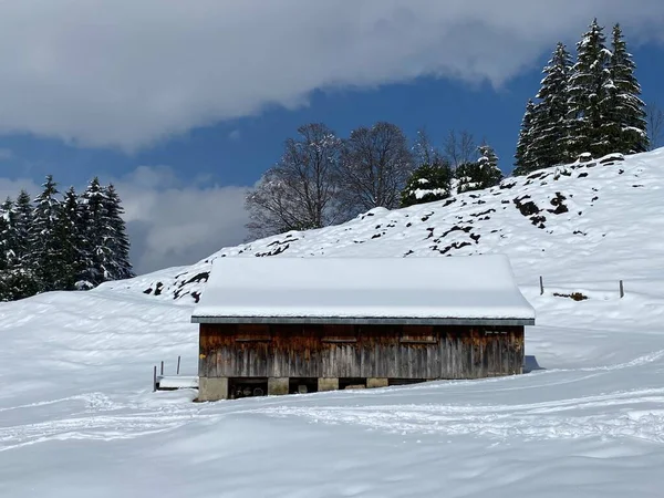 İsviçre çayırlarındaki yerli dağ kulübeleri ve ahşap ahırlar taze beyaz kar örtüsüyle kaplıdır, Nesslau - Obertoggenburg, İsviçre (Schweiz)