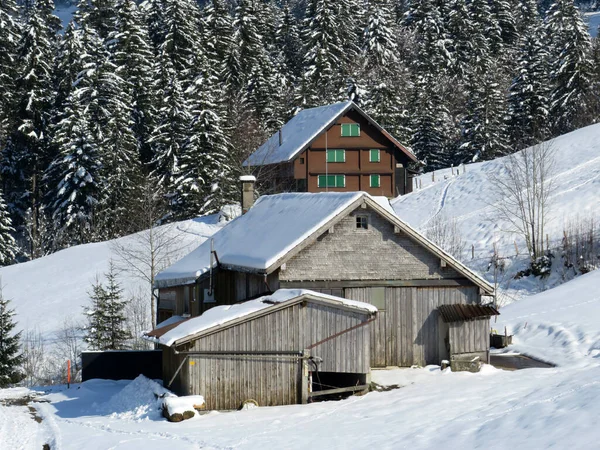 İsviçre çayırlarındaki yerli dağ kulübeleri ve ahşap ahırlar taze beyaz kar örtüsüyle kaplıdır, Nesslau - Obertoggenburg, İsviçre (Schweiz)