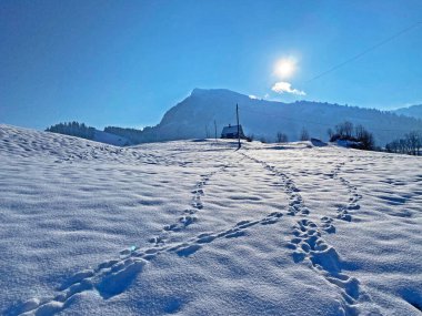 Alpstein dağlarının yamaçlarında ve İsviçre Alpleri 'nin taze dağlık kar örtüsünde, Nesslau - Obertoggenburg, İsviçre / Schweiz