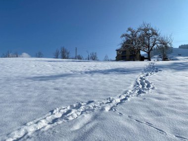 Alpstein dağlarının yamaçlarında ve İsviçre Alpleri 'nin taze dağlık kar örtüsünde, Nesslau - Obertoggenburg, İsviçre / Schweiz