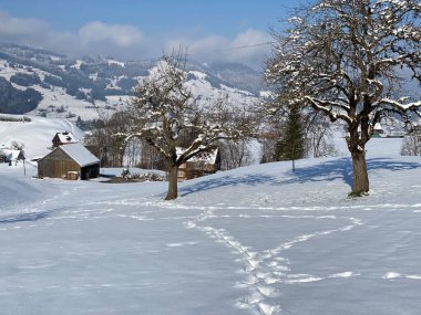 Alpstein dağlarının yamaçlarında ve İsviçre Alpleri 'nin taze dağlık kar örtüsünde, Nesslau - Obertoggenburg, İsviçre / Schweiz