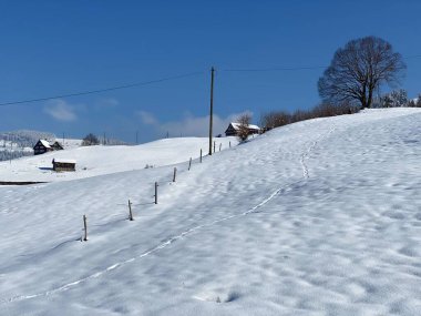 Alpstein dağlarının yamaçlarında ve İsviçre Alpleri 'nin taze dağlık kar örtüsünde, Nesslau - Obertoggenburg, İsviçre / Schweiz