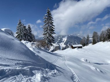 Alpstein dağlarının yamaçlarında ve İsviçre Alpleri 'nin taze dağlık kar örtüsünde, Nesslau - Obertoggenburg, İsviçre / Schweiz