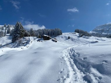 Alpstein dağlarının yamaçlarında ve İsviçre Alpleri 'nin taze dağlık kar örtüsünde, Nesslau - Obertoggenburg, İsviçre / Schweiz