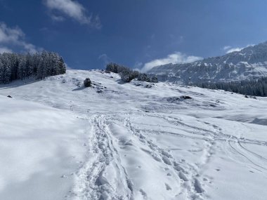 Alpstein dağlarının yamaçlarında ve İsviçre Alpleri 'nin taze dağlık kar örtüsünde, Nesslau - Obertoggenburg, İsviçre / Schweiz