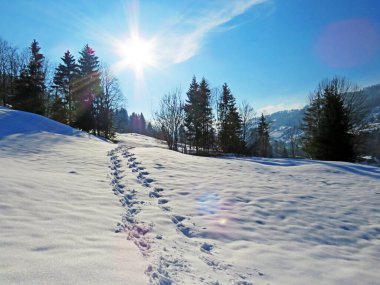 Alpstein dağlarının yamaçlarında ve İsviçre Alpleri 'nin taze dağlık kar örtüsünde, Nesslau - Obertoggenburg, İsviçre / Schweiz