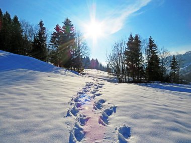 Alpstein dağlarının yamaçlarında ve İsviçre Alpleri 'nin taze dağlık kar örtüsünde, Nesslau - Obertoggenburg, İsviçre / Schweiz