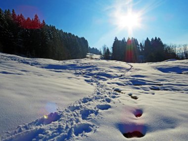 Alpstein dağlarının yamaçlarında ve İsviçre Alpleri 'nin taze dağlık kar örtüsünde, Nesslau - Obertoggenburg, İsviçre / Schweiz