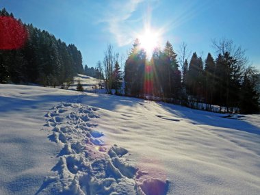 Alpstein dağlarının yamaçlarında ve İsviçre Alpleri 'nin taze dağlık kar örtüsünde, Nesslau - Obertoggenburg, İsviçre / Schweiz