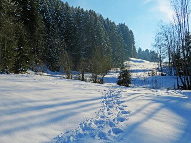 Alpstein dağlarının yamaçlarında ve İsviçre Alpleri 'nin taze dağlık kar örtüsünde, Nesslau - Obertoggenburg, İsviçre / Schweiz