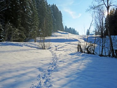 Alpstein dağlarının yamaçlarında ve İsviçre Alpleri 'nin taze dağlık kar örtüsünde, Nesslau - Obertoggenburg, İsviçre / Schweiz