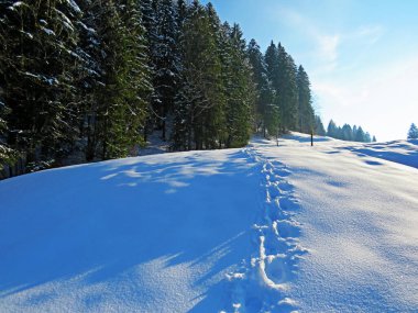 Alpstein dağlarının yamaçlarında ve İsviçre Alpleri 'nin taze dağlık kar örtüsünde, Nesslau - Obertoggenburg, İsviçre / Schweiz