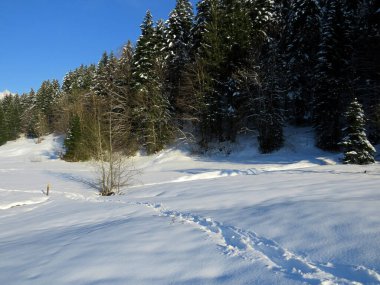 Alpstein dağlarının yamaçlarında ve İsviçre Alpleri 'nin taze dağlık kar örtüsünde, Nesslau - Obertoggenburg, İsviçre / Schweiz