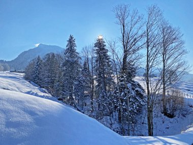 Alpstein dağlarının tepelerindeki ağaçlar ve çalılar taze beyaz kar örtüsü üzerinde uzanır, Nesslau - Obertoggenburg, İsviçre / Schweiz
