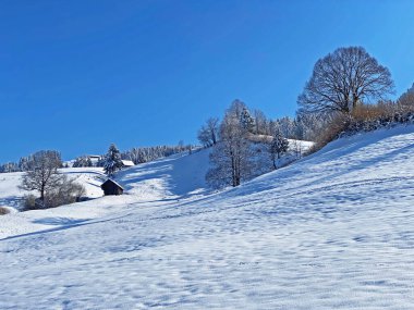 Alpstein dağlarının tepelerindeki ağaçlar ve çalılar taze beyaz kar örtüsü üzerinde uzanır, Nesslau - Obertoggenburg, İsviçre / Schweiz