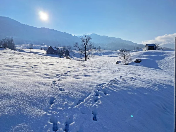 Alpstein dağlarının yamaçlarında ve İsviçre Alpleri 'nin taze dağlık kar örtüsünde, Nesslau - Obertoggenburg, İsviçre / Schweiz