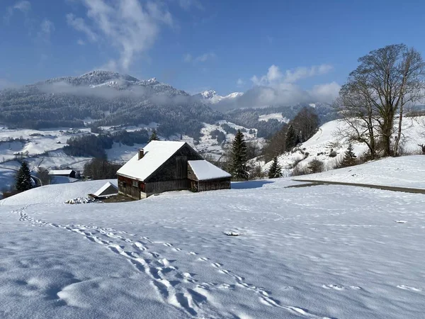 Alpstein dağlarının yamaçlarında ve İsviçre Alpleri 'nin taze dağlık kar örtüsünde, Nesslau - Obertoggenburg, İsviçre / Schweiz