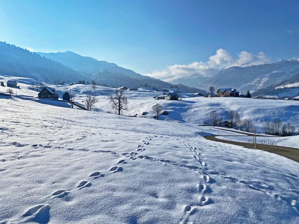 Alpstein dağlarının yamaçlarında ve İsviçre Alpleri 'nin taze dağlık kar örtüsünde, Nesslau - Obertoggenburg, İsviçre / Schweiz