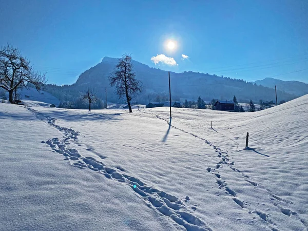 Alpstein dağlarının yamaçlarında ve İsviçre Alpleri 'nin taze dağlık kar örtüsünde, Nesslau - Obertoggenburg, İsviçre / Schweiz