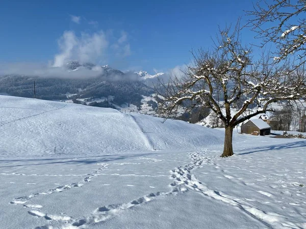 Splendidi Sentieri Escursionistici Invernali Tracce Sulle Pendici Della Catena Montuosa — Foto Stock
