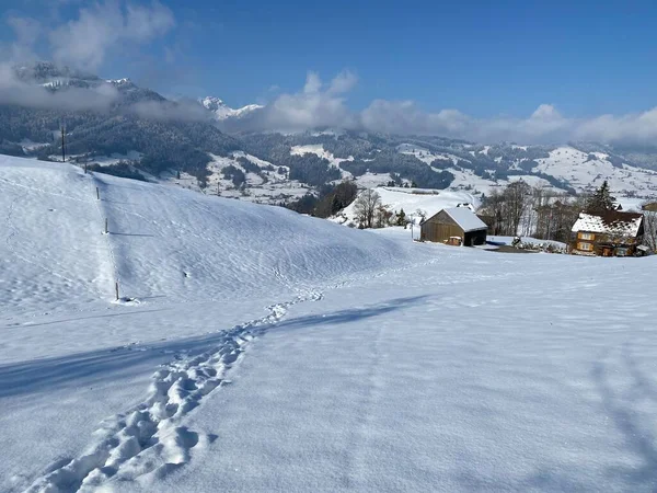 Alpstein dağlarının yamaçlarında ve İsviçre Alpleri 'nin taze dağlık kar örtüsünde, Nesslau - Obertoggenburg, İsviçre / Schweiz