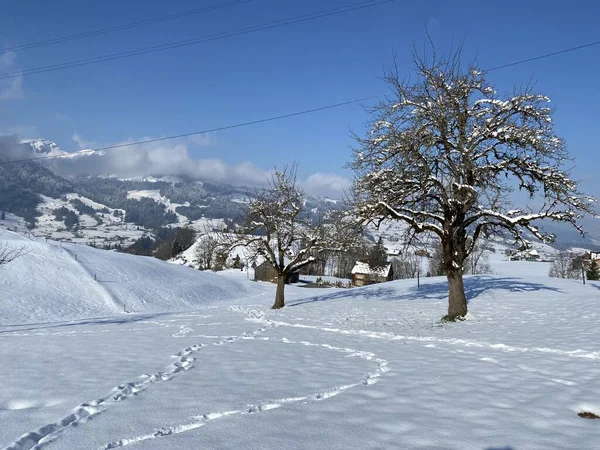 Alpstein dağlarının yamaçlarında ve İsviçre Alpleri 'nin taze dağlık kar örtüsünde, Nesslau - Obertoggenburg, İsviçre / Schweiz