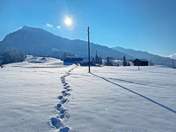 Alpstein dağlarının yamaçlarında ve İsviçre Alpleri 'nin taze dağlık kar örtüsünde, Nesslau - Obertoggenburg, İsviçre / Schweiz