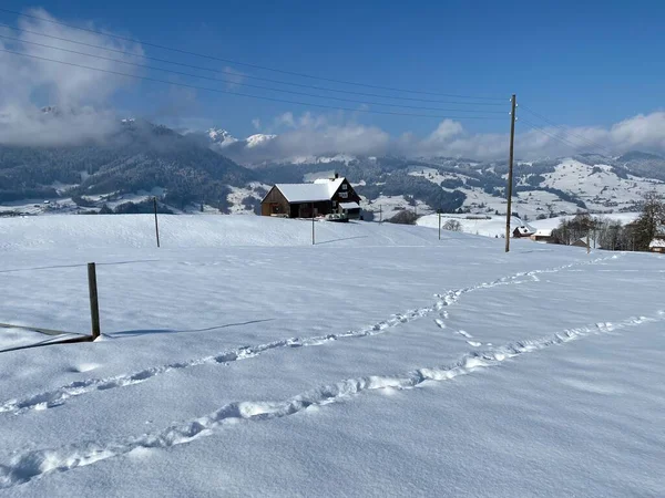 Alpstein dağlarının yamaçlarında ve İsviçre Alpleri 'nin taze dağlık kar örtüsünde, Nesslau - Obertoggenburg, İsviçre / Schweiz