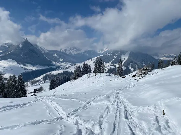 Alpstein dağlarının yamaçlarında ve İsviçre Alpleri 'nin taze dağlık kar örtüsünde, Nesslau - Obertoggenburg, İsviçre / Schweiz