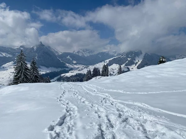 Alpstein dağlarının yamaçlarında ve İsviçre Alpleri 'nin taze dağlık kar örtüsünde, Nesslau - Obertoggenburg, İsviçre / Schweiz