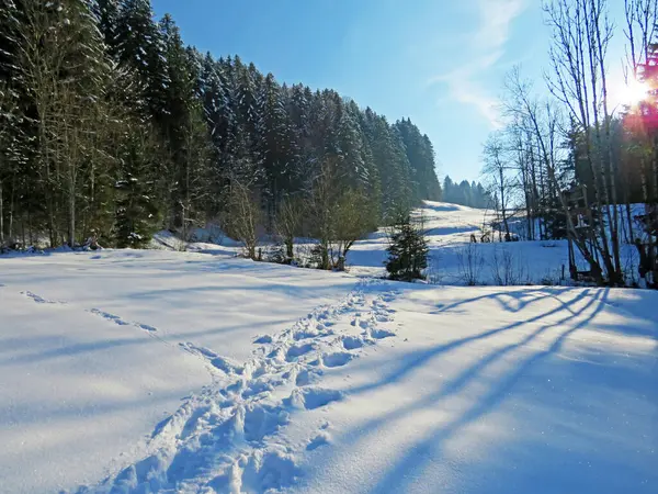 Alpstein dağlarının yamaçlarında ve İsviçre Alpleri 'nin taze dağlık kar örtüsünde, Nesslau - Obertoggenburg, İsviçre / Schweiz
