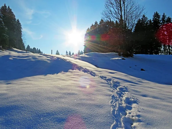 Alpstein dağlarının yamaçlarında ve İsviçre Alpleri 'nin taze dağlık kar örtüsünde, Nesslau - Obertoggenburg, İsviçre / Schweiz