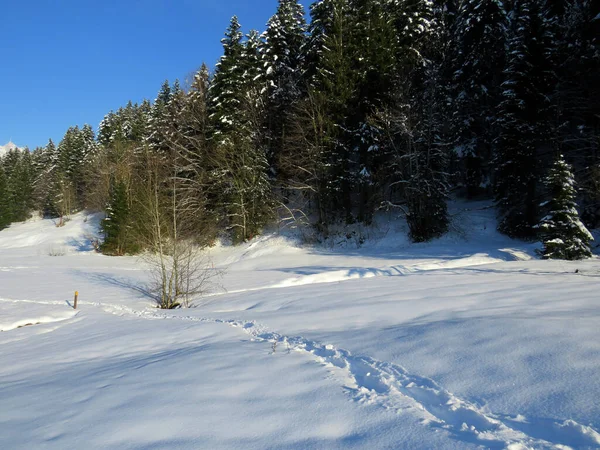 Alpstein dağlarının yamaçlarında ve İsviçre Alpleri 'nin taze dağlık kar örtüsünde, Nesslau - Obertoggenburg, İsviçre / Schweiz
