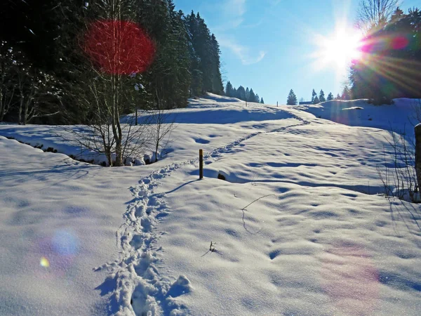 Alpstein dağlarının yamaçlarında ve İsviçre Alpleri 'nin taze dağlık kar örtüsünde, Nesslau - Obertoggenburg, İsviçre / Schweiz