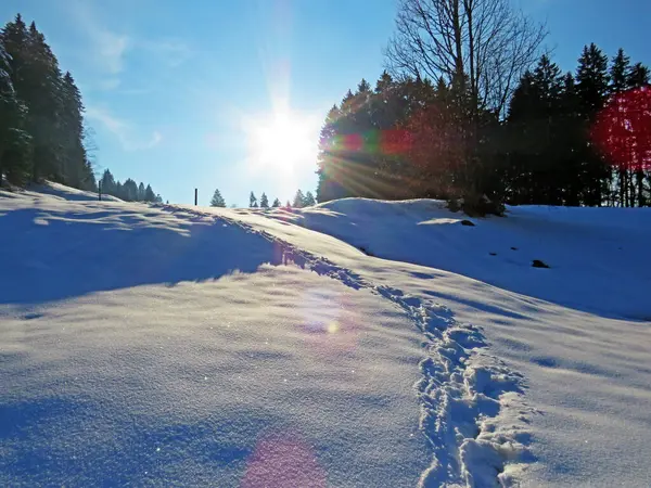 Alpstein dağlarının yamaçlarında ve İsviçre Alpleri 'nin taze dağlık kar örtüsünde, Nesslau - Obertoggenburg, İsviçre / Schweiz