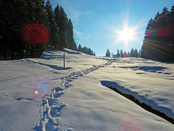 Alpstein dağlarının yamaçlarında ve İsviçre Alpleri 'nin taze dağlık kar örtüsünde, Nesslau - Obertoggenburg, İsviçre / Schweiz