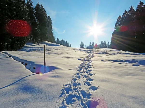 Alpstein dağlarının yamaçlarında ve İsviçre Alpleri 'nin taze dağlık kar örtüsünde, Nesslau - Obertoggenburg, İsviçre / Schweiz