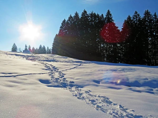 Alpstein dağlarının yamaçlarında ve İsviçre Alpleri 'nin taze dağlık kar örtüsünde, Nesslau - Obertoggenburg, İsviçre / Schweiz