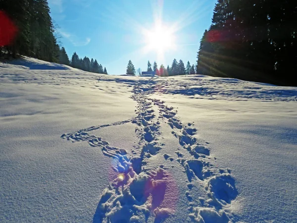 Alpstein dağlarının yamaçlarında ve İsviçre Alpleri 'nin taze dağlık kar örtüsünde, Nesslau - Obertoggenburg, İsviçre / Schweiz