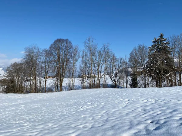 Árboles Arbustos Los Pastos Alpinos Cordillera Alpstein Sobre Cubierta Nieve —  Fotos de Stock