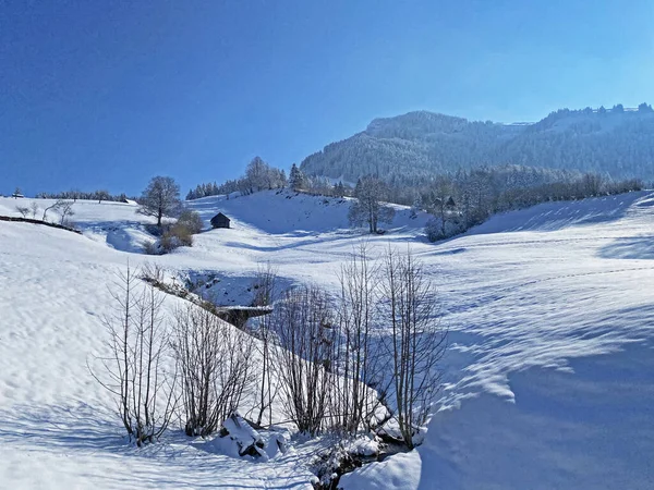 Trees Shrubs Alpine Pastures Alpstein Mountain Range Fresh White Snow — 스톡 사진