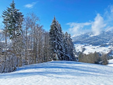 Obertoggenburg Alp Vadisi ve İsviçre Alpleri - Nesslau, İsviçre / Schweiz - üzerinde bahar kar yağışı sonrasında tipik bir kış atmosferindeki alp ağaçlarının resimli tepe örtüleri