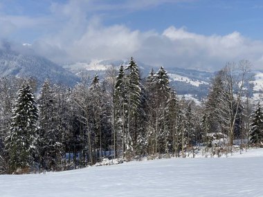 Obertoggenburg Alp Vadisi ve İsviçre Alpleri - Nesslau, İsviçre / Schweiz - üzerinde bahar kar yağışı sonrasında tipik bir kış atmosferindeki alp ağaçlarının resimli tepe örtüleri