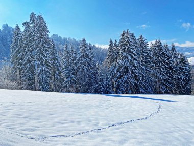 Obertoggenburg Alp Vadisi ve İsviçre Alpleri - Nesslau, İsviçre / Schweiz - üzerinde bahar kar yağışı sonrasında tipik bir kış atmosferindeki alp ağaçlarının resimli tepe örtüleri