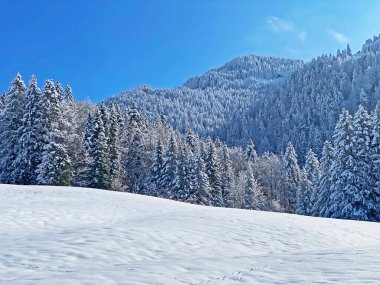 Obertoggenburg Alp Vadisi ve İsviçre Alpleri - Nesslau, İsviçre / Schweiz - üzerinde bahar kar yağışı sonrasında tipik bir kış atmosferindeki alp ağaçlarının resimli tepe örtüleri