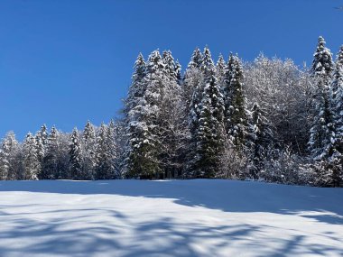 Obertoggenburg Alp Vadisi ve İsviçre Alpleri - Nesslau, İsviçre / Schweiz - üzerinde bahar kar yağışı sonrasında tipik bir kış atmosferindeki alp ağaçlarının resimli tepe örtüleri