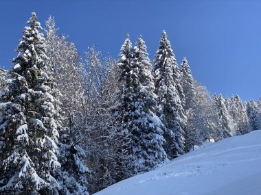 Obertoggenburg Alp Vadisi ve İsviçre Alpleri - Nesslau, İsviçre / Schweiz - üzerinde bahar kar yağışı sonrasında tipik bir kış atmosferindeki alp ağaçlarının resimli tepe örtüleri