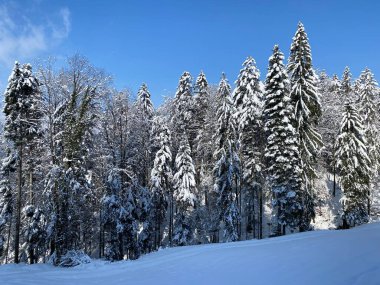 Obertoggenburg Alp Vadisi ve İsviçre Alpleri - Nesslau, İsviçre / Schweiz - üzerinde bahar kar yağışı sonrasında tipik bir kış atmosferindeki alp ağaçlarının resimli tepe örtüleri