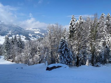 Obertoggenburg Alp Vadisi ve İsviçre Alpleri - Nesslau, İsviçre / Schweiz - üzerinde bahar kar yağışı sonrasında tipik bir kış atmosferindeki alp ağaçlarının resimli tepe örtüleri