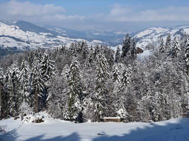 Obertoggenburg Alp Vadisi ve İsviçre Alpleri - Nesslau, İsviçre / Schweiz - üzerinde bahar kar yağışı sonrasında tipik bir kış atmosferindeki alp ağaçlarının resimli tepe örtüleri